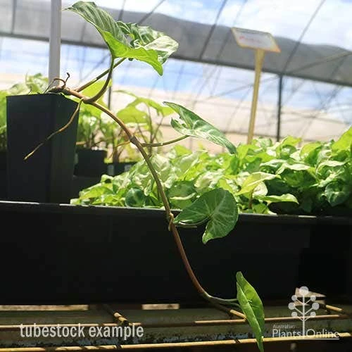 Syngonium White Butterfly - Goosefoot, Arrowhead 7 Syngonium White Butterfly - Goosefoot, Arrowhead - Image 7