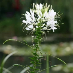 Cleome - Spider Flower - Seed -NatureNest Shop white cleome