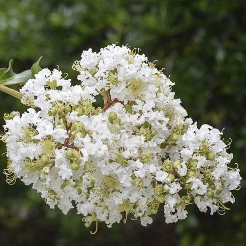 Crepe Myrtle - Lagerstroemia Natchez 2 Crepe Myrtle - Lagerstroemia Natchez - Image 2