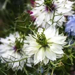Nigella Miss Jekyll White - Love In A Mist - Seed 6 Nigella Miss Jekyll White - Love In A Mist - Seed -NatureNest Shop white nigella