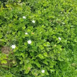 Gardenia White Star -NatureNest Shop white star 2 2