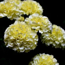 Marigold Kilimanjaro White - Seed 5 Marigold Kilimanjaro White - Seed -NatureNest Shop white tagetes
