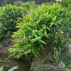 Tiger Grass - Thysanolaena -NatureNest Shop whole plant 4