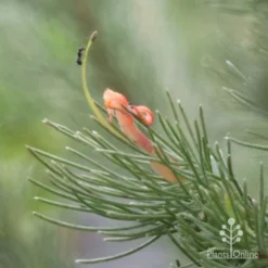 Garden Plants Sales Store 13 Garden Plants Sales Store -NatureNest Shop woollybush and ant 500