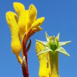 Anigozanthos Yellow Gem - Kangaroo Paw -NatureNest Shop yellow gem paw