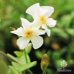 Trachelospermum Yellow Star - Star Jasmine 14 Trachelospermum Yellow Star - Star Jasmine -NatureNest Shop yellow star flower duo