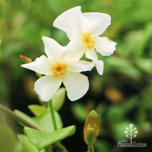Trachelospermum Yellow Star - Star Jasmine 3 Trachelospermum Yellow Star - Star Jasmine - Image 3