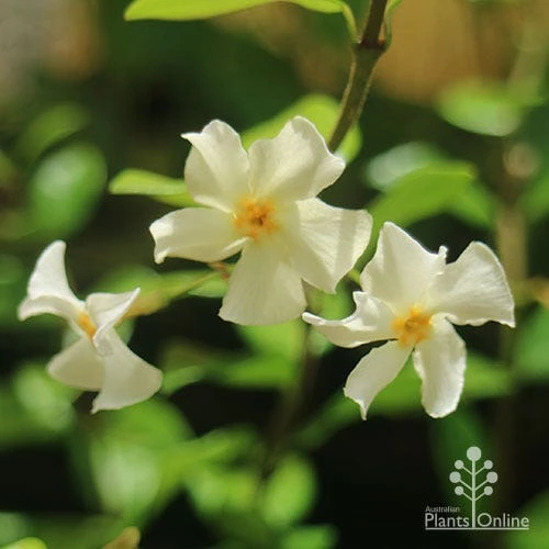 Trachelospermum Yellow Star - Star Jasmine 5 Trachelospermum Yellow Star - Star Jasmine - Image 5