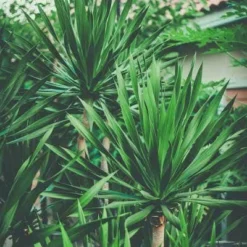 Yucca Elephantipes - Soft-tip Yucca -NatureNest Shop yucca clump small