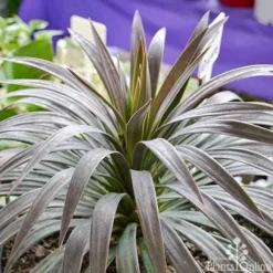 Yucca Desmetiana -NatureNest Shop yucca desmentiana plant