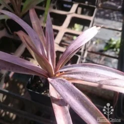 Yucca Desmetiana -NatureNest Shop yucca desmet