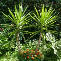 Yucca Elephantipes - Soft-tip Yucca -NatureNest Shop yucca gigantea 1