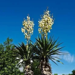 Yucca Elephantipes - Soft-tip Yucca