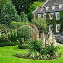 Yucca Elephantipes - Soft-tip Yucca -NatureNest Shop yucca variegated in formal garden
