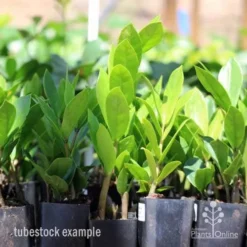 Zamioculcas Zanzibar Gem - ZZ Plant -NatureNest Shop zamioculcas tubes