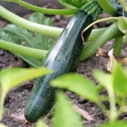Zucchini Black Beauty Organic - Seed -NatureNest Shop zucchini dark