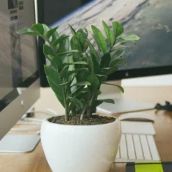 Zamioculcas Zanzibar Gem - ZZ Plant -NatureNest Shop zz desk close