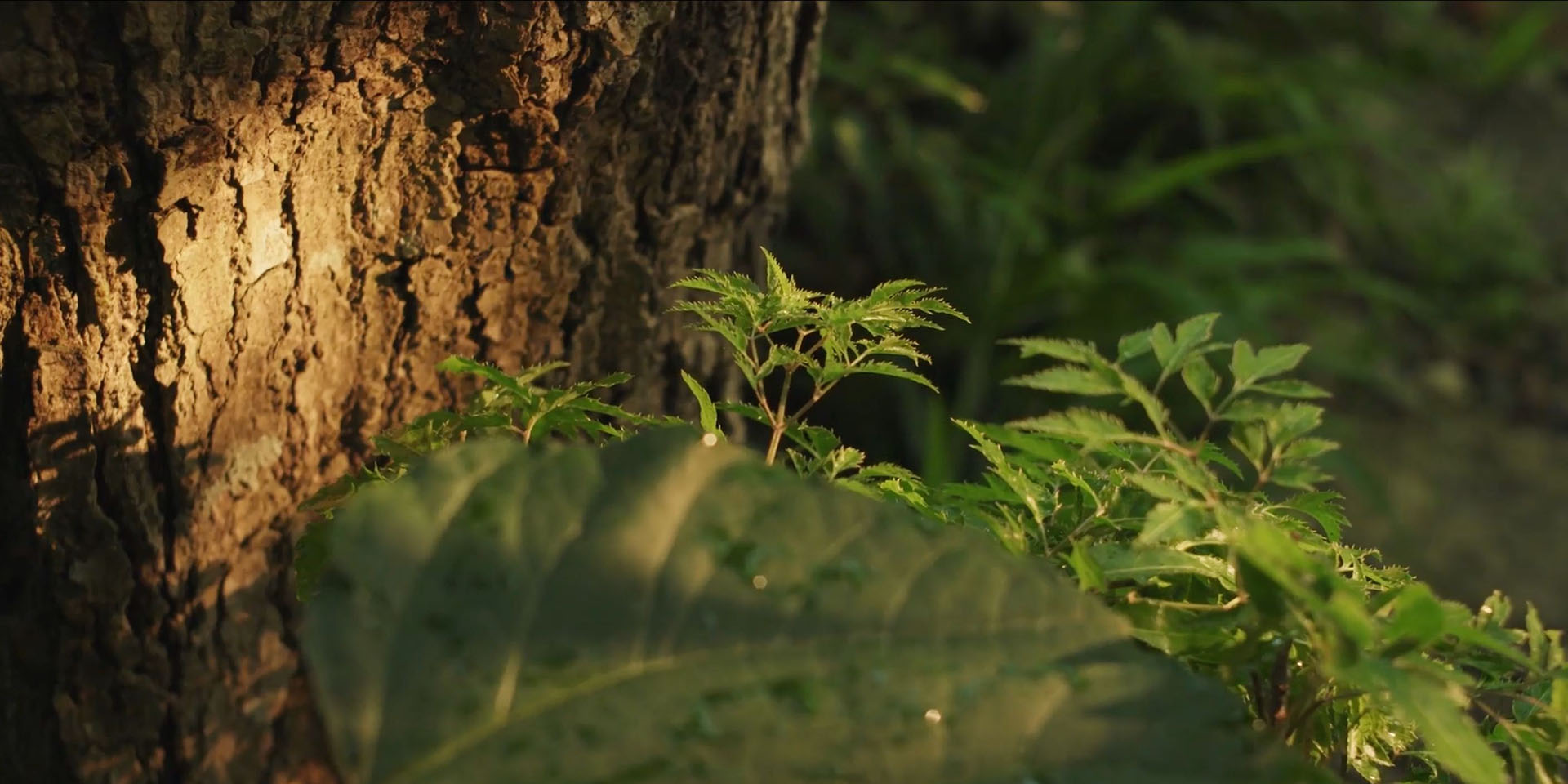 Garden Plants Sales Store -NatureNest Shop banner19