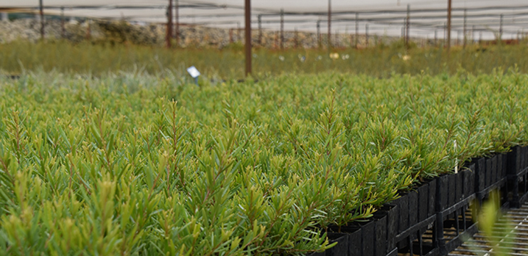 Garden Plants Sales Store -NatureNest Shop banner20