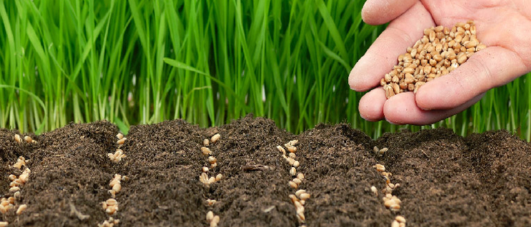 Garden Plants Sales Store -NatureNest Shop banner874